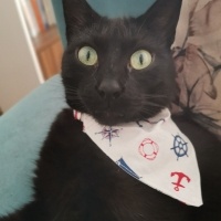 Tekir Kedi, Kedi  Jejevit fotoğrafı