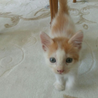 Tekir Kedi, Kedi  maviş fotoğrafı