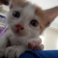 Tekir Kedi, Kedi  maviş fotoğrafı