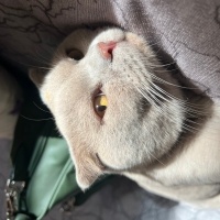 Scottish Fold, Kedi  KAYMAK &Bal fotoğrafı