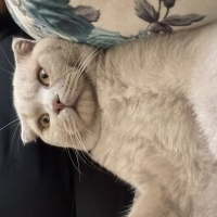 Scottish Fold, Kedi  KAYMAK &Bal fotoğrafı
