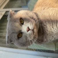 Scottish Fold, Kedi  KAYMAK &Bal fotoğrafı