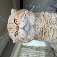 Scottish Fold, Kedi  KAYMAK &Bal fotoğrafı