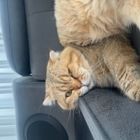 Scottish Fold, Kedi  KAYMAK &Bal fotoğrafı