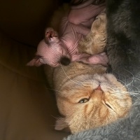 Scottish Fold, Kedi  KAYMAK &Bal fotoğrafı