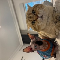 Scottish Fold, Kedi  KAYMAK &Bal fotoğrafı