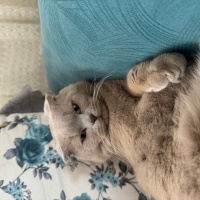 Scottish Fold, Kedi  KAYMAK &Bal fotoğrafı