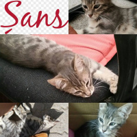 Tekir Kedi, Kedi  şans fotoğrafı