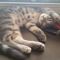 Tekir Kedi, Kedi  şans fotoğrafı