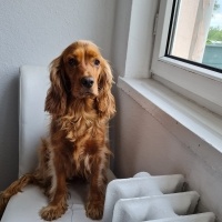 İngiliz Cocker Spaniel, Köpek  Arwen fotoğrafı