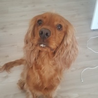 İngiliz Cocker Spaniel, Köpek  Arwen fotoğrafı