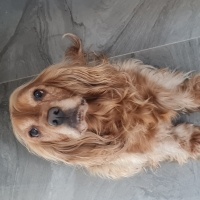 İngiliz Cocker Spaniel, Köpek  Arwen fotoğrafı