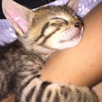 Tekir Kedi, Kedi  Minik fotoğrafı