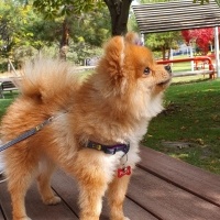 Pomeranyalı, Köpek  Foxy fotoğrafı