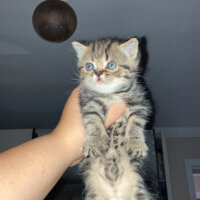 British Longhair, Kedi  British longhair fotoğrafı