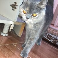 British Shorthair, Kedi  British shorthair fotoğrafı