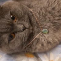 Scottish Fold, Kedi  Şila fotoğrafı