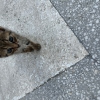Tekir Kedi, Kedi  Fındık fotoğrafı