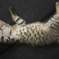 Tekir Kedi, Kedi  Fındık fotoğrafı