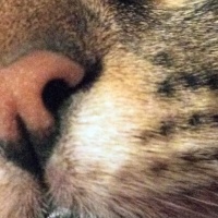 Tekir Kedi, Kedi  Pamuk fotoğrafı