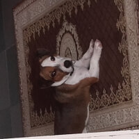 Jack Russell Terrier, Köpek  Paşa  fotoğrafı