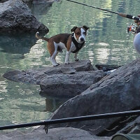 Jack Russell Terrier, Köpek  Paşa  fotoğrafı