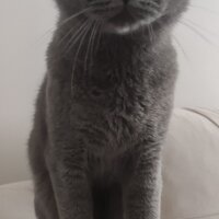 British Shorthair, Kedi  Hagrid fotoğrafı