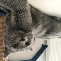 British Shorthair, Kedi  Hagrid fotoğrafı