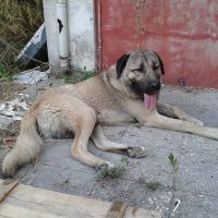 Kangal, Köpek  çomar fotoğrafı