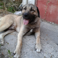 Kangal, Köpek  çomar fotoğrafı