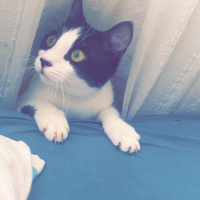 Tekir Kedi, Kedi  Karam fotoğrafı