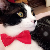 Tekir Kedi, Kedi  Karam fotoğrafı
