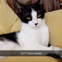 Tekir Kedi, Kedi  Karam fotoğrafı