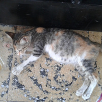 Tekir Kedi, Kedi  Minnoş fotoğrafı