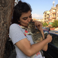 Tekir Kedi, Kedi  Minnoş fotoğrafı