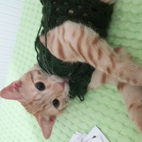 Soke, Kedi  Mıncır fotoğrafı