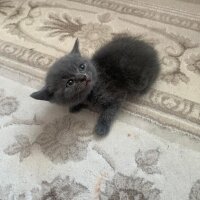 British Shorthair, Kedi  İsimsiz fotoğrafı