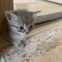 British Shorthair, Kedi  İsimsiz fotoğrafı