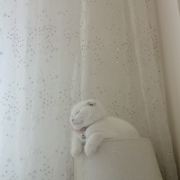 Scottish Fold, Kedi  Pamuk Prenses fotoğrafı