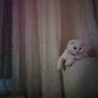 Scottish Fold, Kedi  Pamuk Prenses fotoğrafı