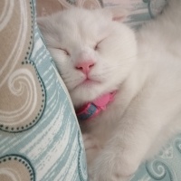 Scottish Fold, Kedi  Pamuk Prenses fotoğrafı