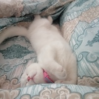 Scottish Fold, Kedi  Pamuk Prenses fotoğrafı