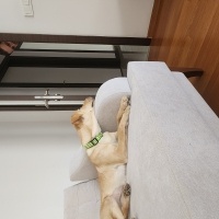 Labrador Retriever, Köpek  Appa fotoğrafı