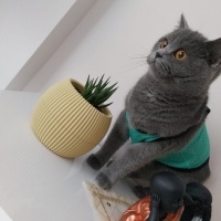 British Shorthair, Kedi  MİA fotoğrafı