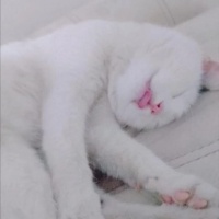 Tuxedo (Smokin) Kedi, Kedi  Benekli fotoğrafı