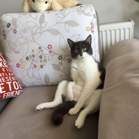 Tuxedo (Smokin) Kedi, Kedi  Mayhoş fotoğrafı