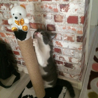 Tuxedo (Smokin) Kedi, Kedi  Mayhoş fotoğrafı
