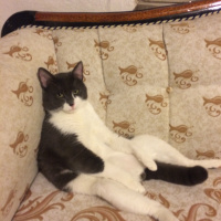 Tuxedo (Smokin) Kedi, Kedi  Mayhoş fotoğrafı