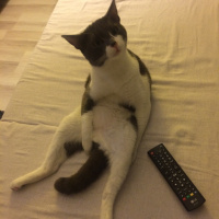 Tuxedo (Smokin) Kedi, Kedi  Mayhoş fotoğrafı