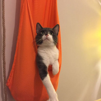 Tuxedo (Smokin) Kedi, Kedi  Mayhoş fotoğrafı